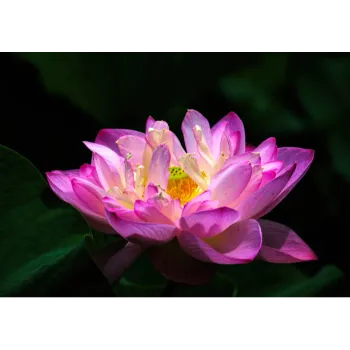 Natural Lotus Plant